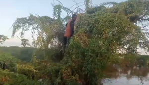 The flood forced the Kenyan to stay on the tree for days [Kenya Red Cross]