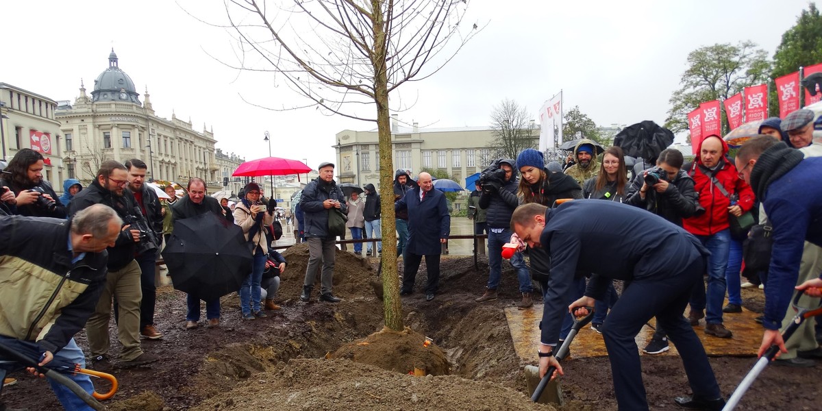 Nowe drzewo w miejscu Baobabu na placu Litewskim 