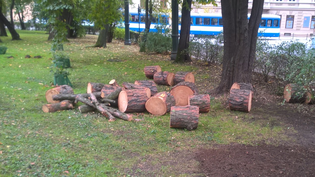 Dwa drzewa - akacja i kasztan - zostały wycięte dziś na Plantach. Informację o tym zdarzeniu dostaliśmy od naszego Czytelnika. Udaliśmy się na miejsce. Zadzwoniliśmy też do Zarządu Zieleni Miejskiej. Ten tłumaczy się z wycinki.