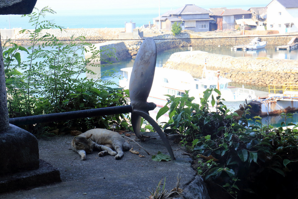 Aoshima - Wyspa Kotów w Japonii