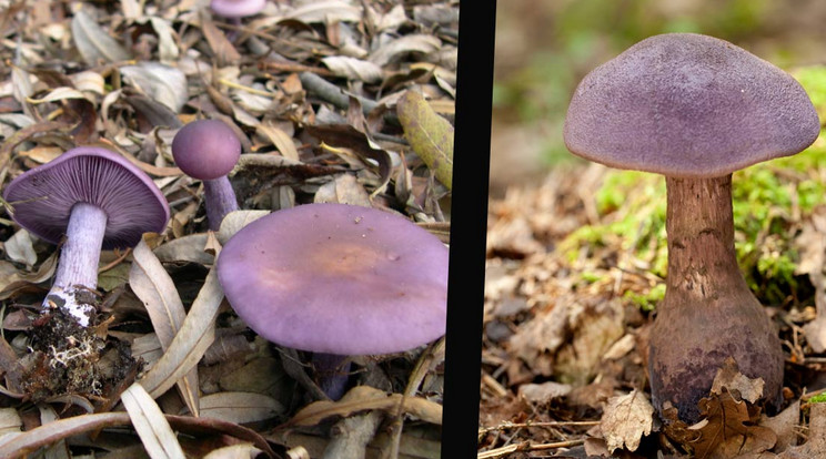 A baloldali képen: lila pereszke (lepista nuda), a jobb oldalon a mérgező lila pókhálósgomba (cortinarius violaceus) / Fotó: Wikipedia / Northfoto