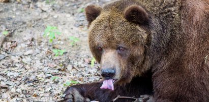 Miś Misza nie żyje. Smutek w poznańskim zoo