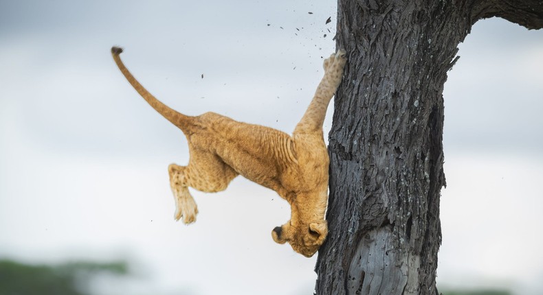 Jennifer Hadley's photo Not So Cat-Like Reflexes shows a lion cub that still has a lot to learn.