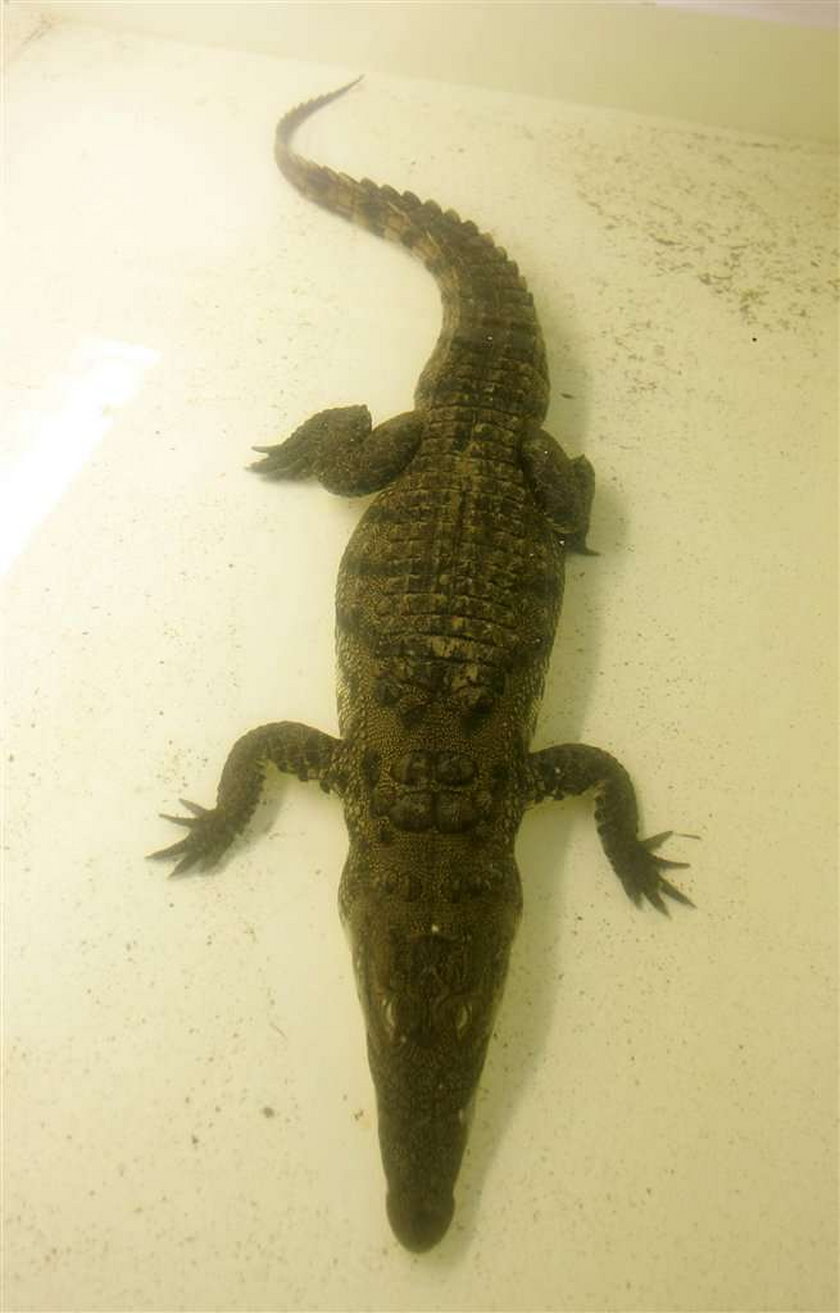 Krokodyl trafił do ZOO