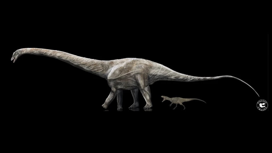 Porównanie wielkości superzaura i allozaura (Fot. Supersaurus by Sean Fox; Allosaurus by Gustavo Monroy/Fossil Crates)