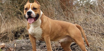 Amstaff bronił Polaka przed Holendrem. Przypłacił to życiem