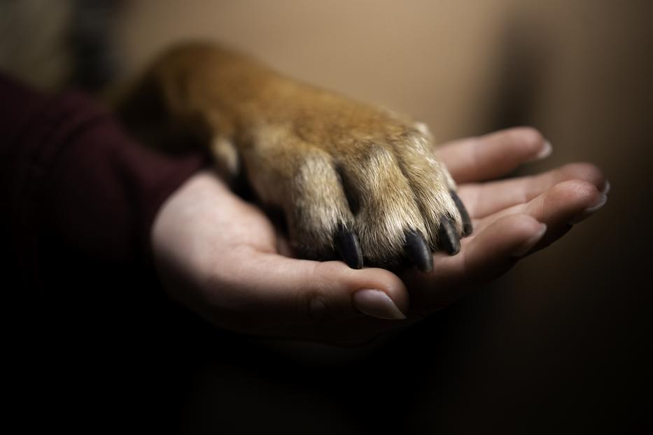 Bozhi, a kóbor kutya elképesztő története, aki tömegközlekedéssel járja a világot fotó: Getty Images