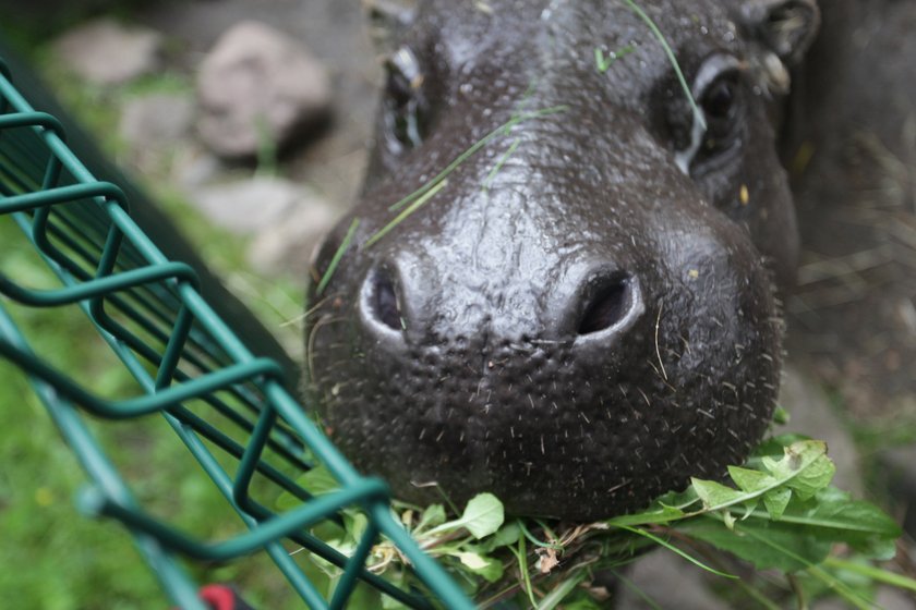 Hipopotamy z gdańskiego zoo