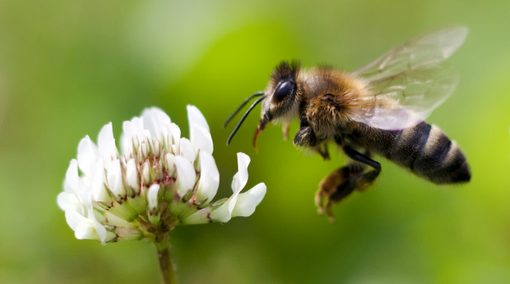 Megfertőződés esetén elkülöníti magát: Apis mellifera, a házi méh vagy más néven a nyugati mézelő méh / Kép: Getty Images