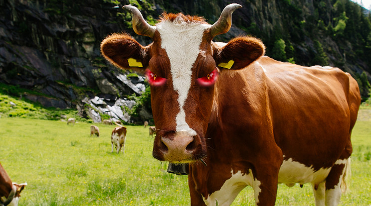 Nem kell kártérítést fizetnie az osztrák gazdának, akinek a tehene megölt egy nőt / Illusztráció: Blikk