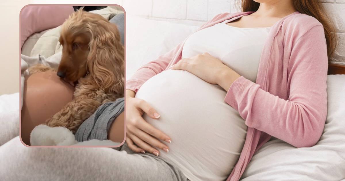 Tak psy reagują na ludzką ciążę. Wzruszające nagranie hitem TikToka [wideo]