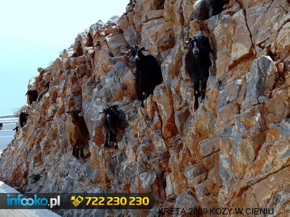 Kozy w cieniu