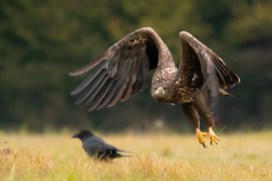 Bielik (Haliaeetus albicilla)