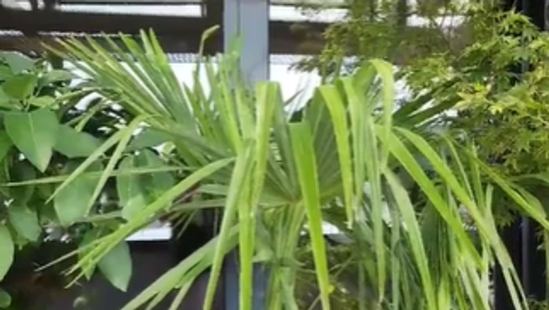 Terasa Milice i Žarka