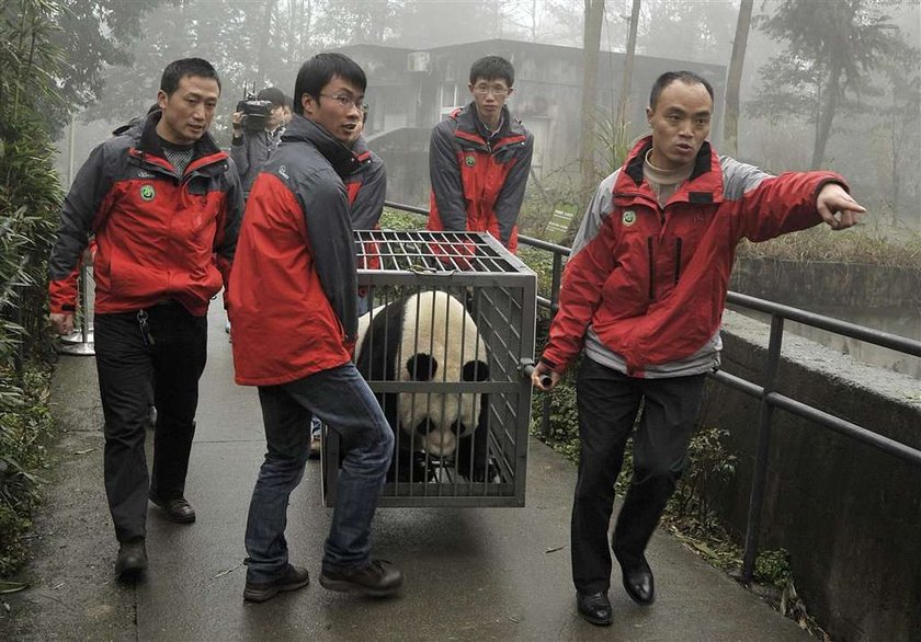 Panda Yang Guang, Tian Tian