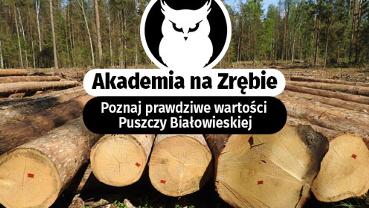 Ekolodzy organizują w Puszczy Białowieskiej Akademię ma Zrębie. To wspólna inicjatywa miłośników przyrody, aktywistów i lokalnej społeczności, której celem jest przeciwstawienie się złej, ich zdaniem, gospodarce prowadzonej w puszczy przez ministerstwo środowiska. Pierwszy wykład zostanie wygłoszony na autentycznym zrębie pozostałym po wycince puszczańskich drzew.