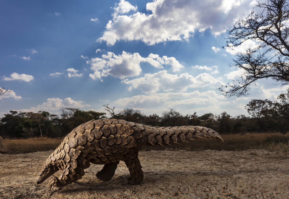 Kategoria Świat natury i dzika przyroda - Sony World Photography Awards 2020