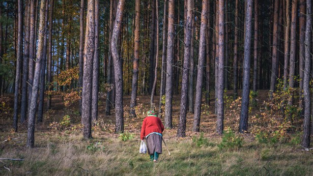 Projekt Koalicji Obywatelskiej zakłada zmianę przepisów ustawy o lasach.