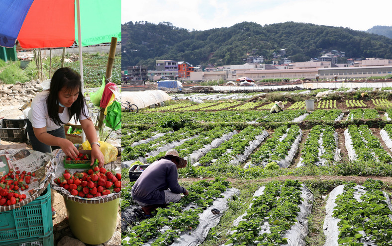 Uprawa i sprzedaż truskawek prosto z pola, Baguio, fot. Robert Pawełek, TravelCompass