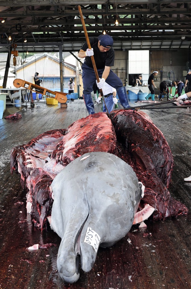 JAPAN FEATURE PACKAGE WHALING