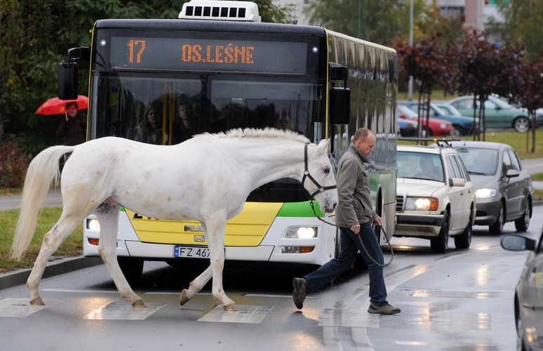 Daniel Gryń opiekuje się końmi. To jego nowy nabytek koń Pikador. Zielona Góra, 20 października 2010r., BZ WBK Press Foto 2011 Wyróżnienie 1 | Cywilizacja Mariusz Kapała Gazeta Lubuska