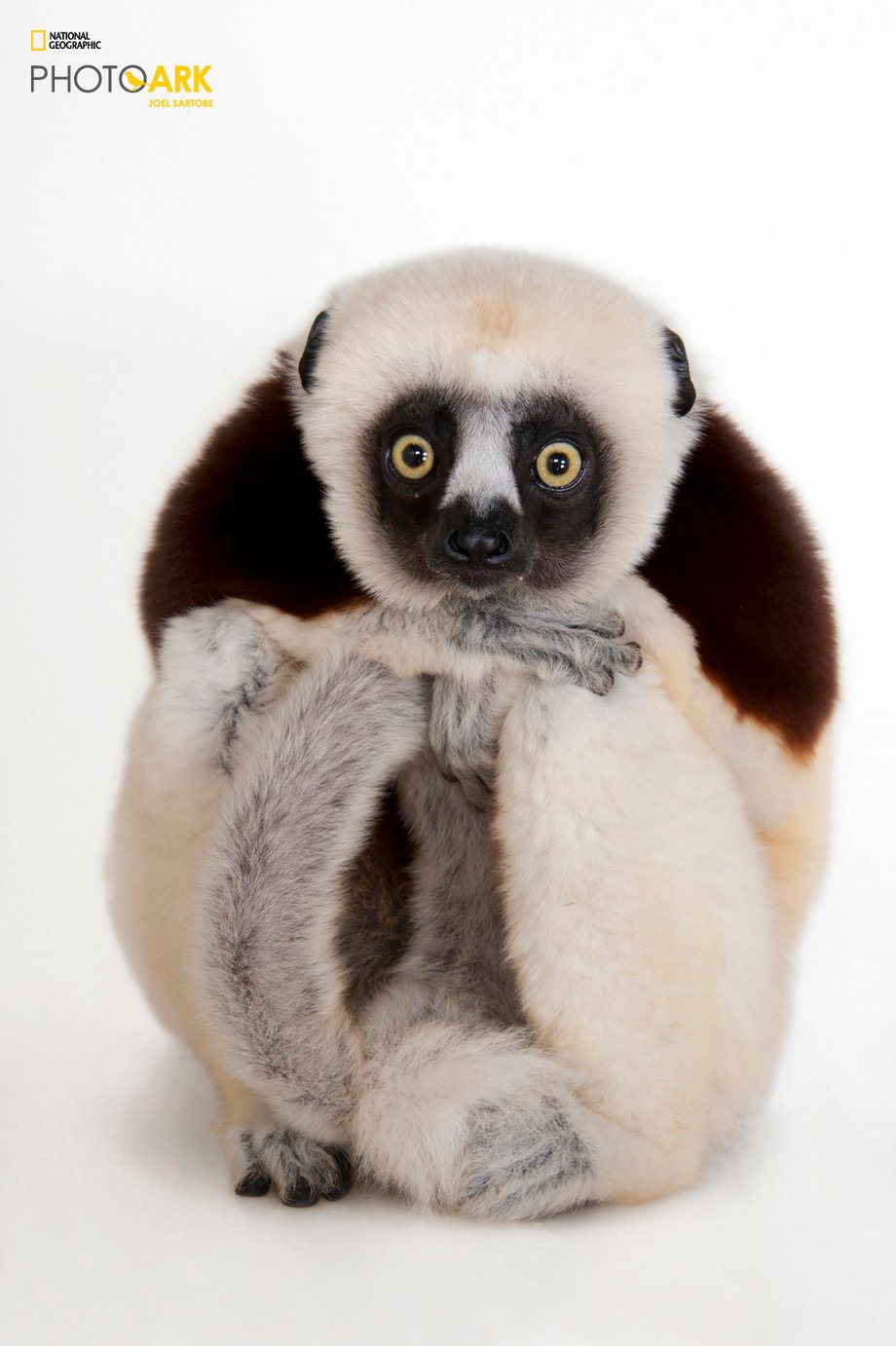 Joel Sartore planuje poszerzyć swoje fotograficzne archiwum do 12 tysięcy gatunków zwierząt. By w pełni zrealizować ten projekt potrzebne będzie – według szacunków fotografa – jeszcze kolejnych 15 lat.