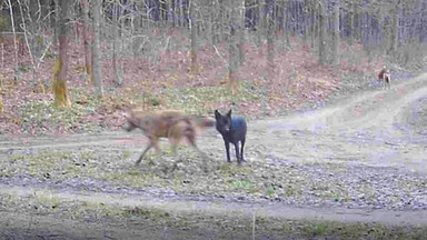 Hybryda na czele watahy. Naukowcy: zwierzę było w złej kondycji