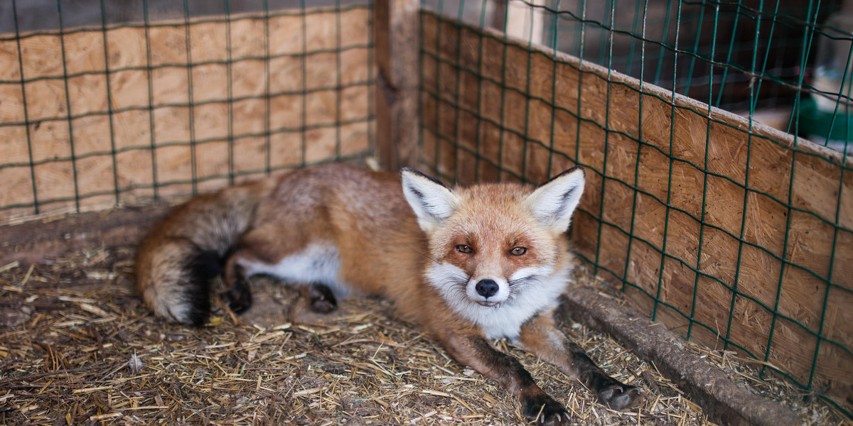 Koszmar zwierząt w albańskim "Safari Park Zoo"