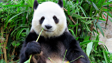Sprytna panda oskarżona o sfałszowanie ciąży - wyłudziła jedzenie i specjalne traktowanie