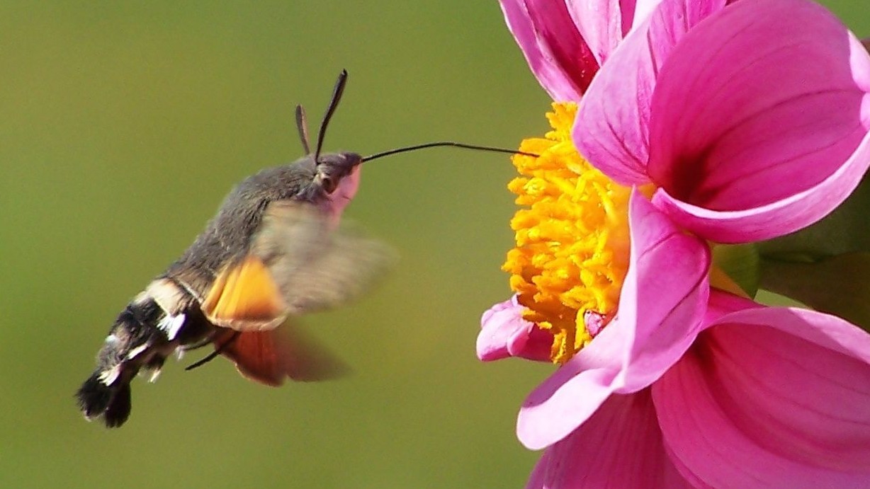 Lišaja mnohí prezývajú slovenským kolibríkom.