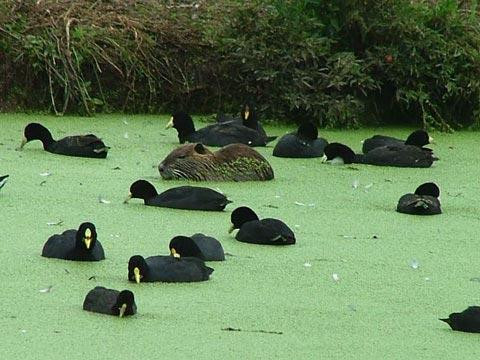 Galeria Argentyna - Delta rzek Parany i Urugwaju, fauna, obrazek 38