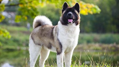 The detainee's four-legged companion made no sound (image used for illustrative purpose) [American Kennel Club]