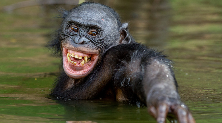 Törpecsimpánz, azaz bonobó (Pan paniscus) a vízben. A felvétel a Kongói Demokratikus Köztársaságban készült. Bár, nem könnyen merészkednek a vízbe, ha nincs veszély, a majmok is láthatólag nagyon élvezik a nedves közeget / Fotó: Getty Images