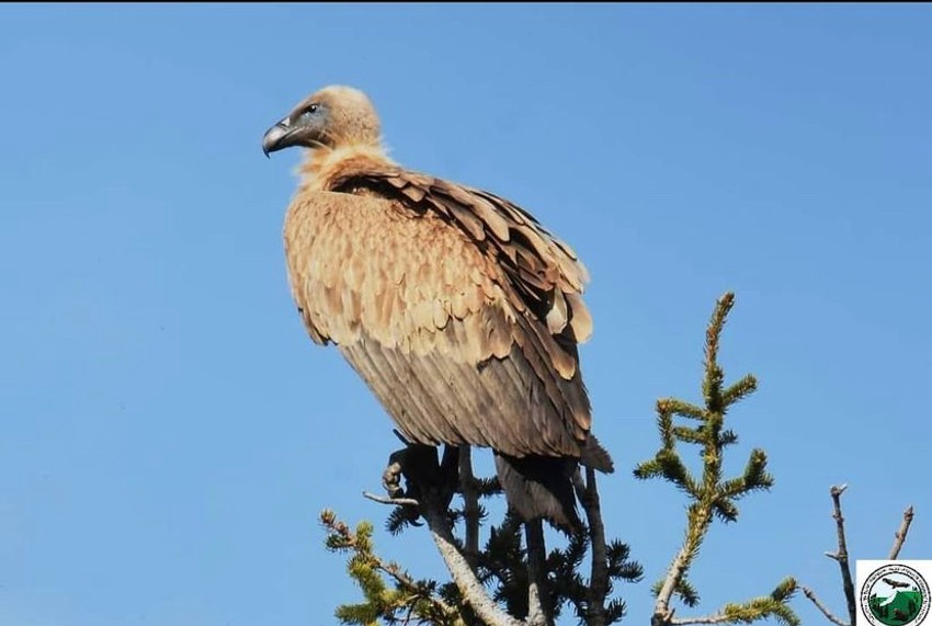 Fenomenalna vest iz kanjona Mileševke, beloglavih supova sve je više