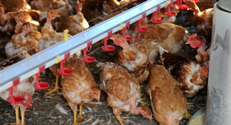 Czech authorities detected highly-contagious bird flu in the first such cases in a decade