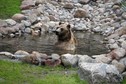 BIAŁYSTOK AKCENT ZOO NOWY WYBIEG DLA NIEDŹWIEDZI