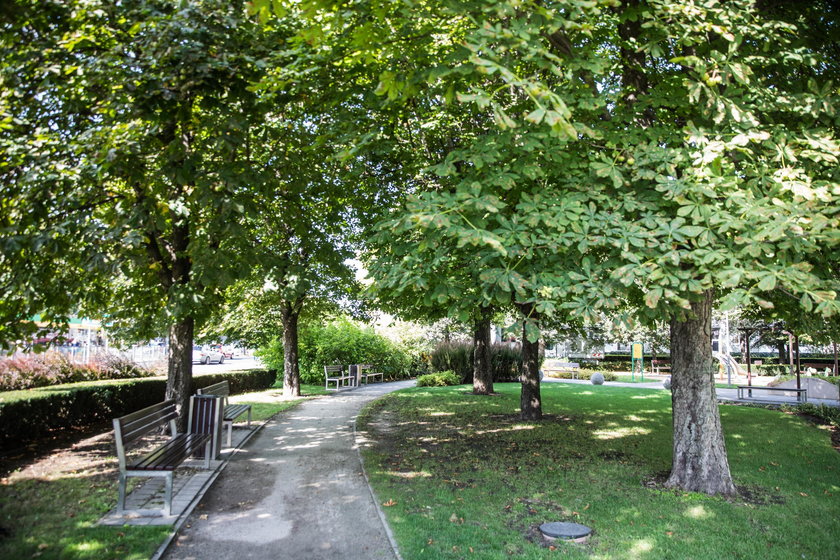 Radny chce by Poznań kupił przesadzarkę drzew
