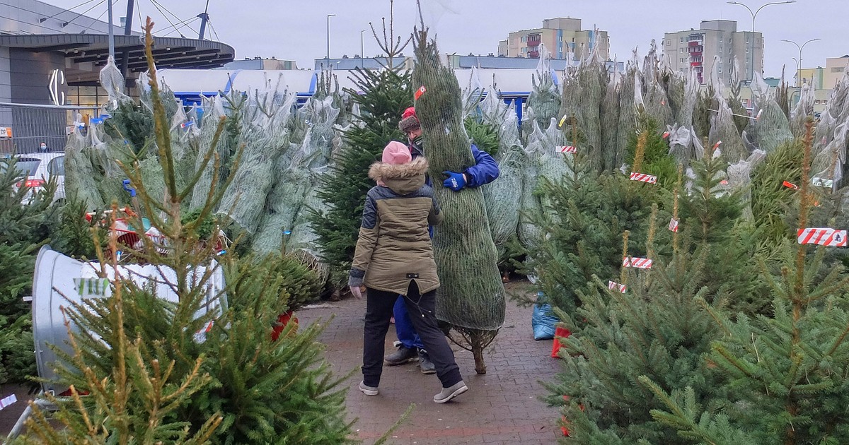 Spytaliśmy o żywe choinki. Już wszystko jasne. Z tym muszą liczyć się Polacy