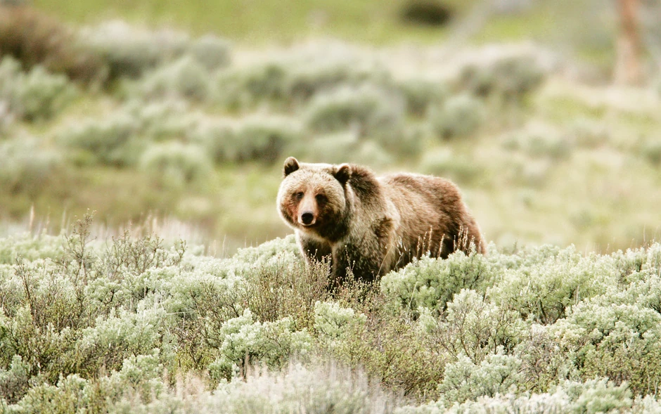 turisti i po nekoliko dana čekaju da vide jedinstvenog grizlija