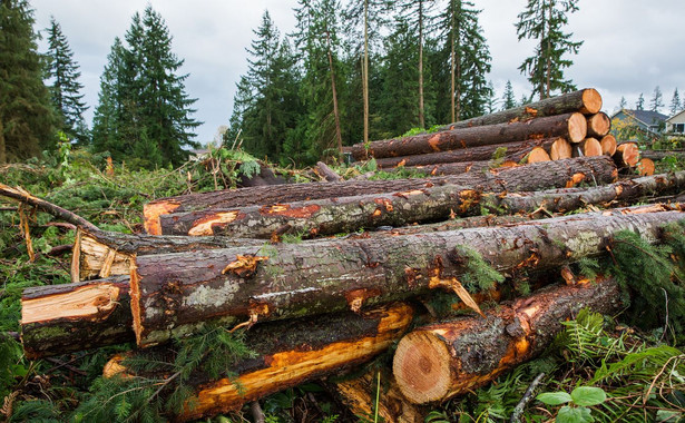 Niekontrolowana wycinka drzew w skali całego kraju? "Grozi nam Białowieża-bis"