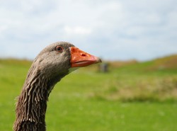 Policjanci kupili złodziejowi tort