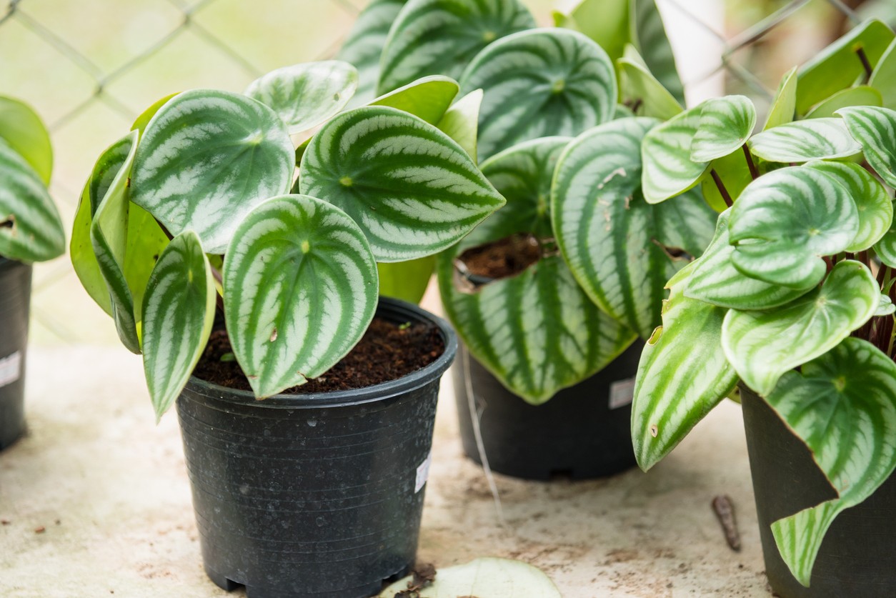 Peperomia Watermelon dostala svoje meno podľa listov, ktoré vyzerajú ako melónová šupka – je to jedna z najkrajších odrôd peperomie. 