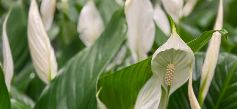 Skrzydłokwiat nie kwitnie? Wystarczy ten jeden prosty trik