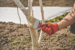 To ostatni moment na bielenie drzew. Jak wykonać je prawidłowo?