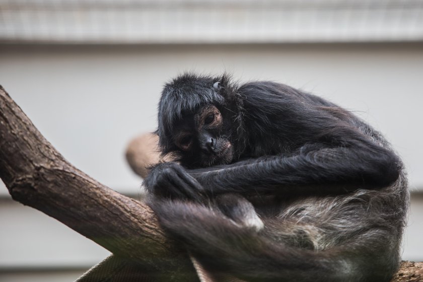 Poznańskie zoo zbiera pieniądze na budowę azylu dla zwierząt uratowanych z cyrku i nielegalnych hodowli