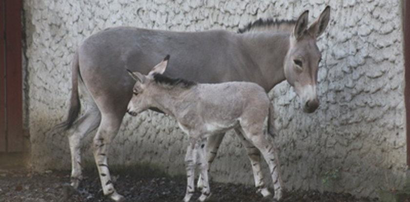 W ZOO urodziła się ośliczka somalijska