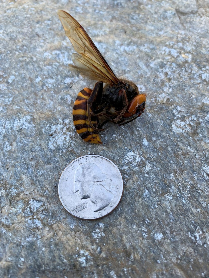 Czy szerszeń azjatycki dotrze do Polski? Wywiad z entomologiem