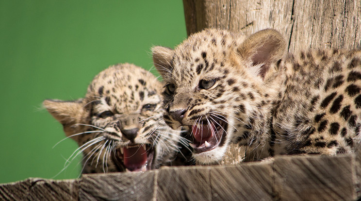 A tízhetes leopárdkölykök még kicsit 
félénkek, de ha kell, megmutatják, milyen fából faragták őket /Fotó: Nyíregyházi Állatpark