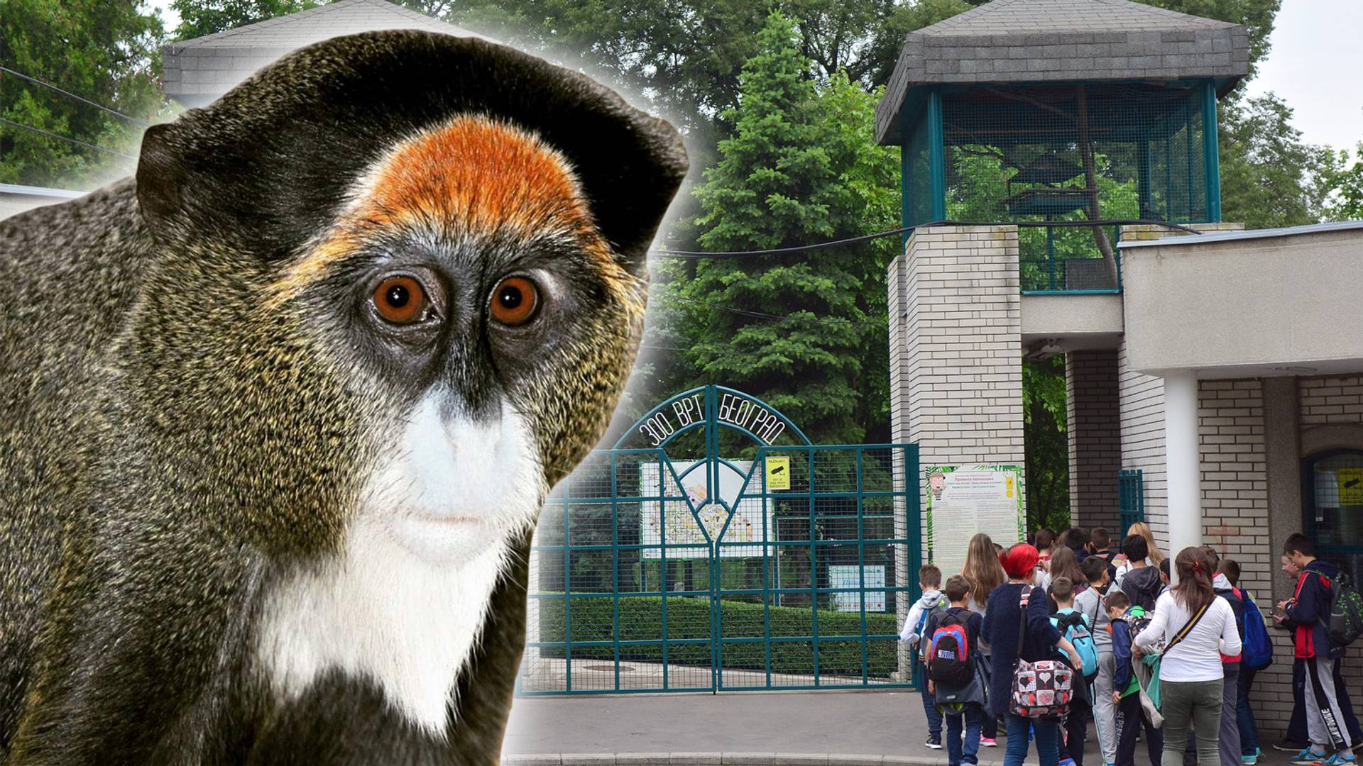 Zola i Pan-Pan su novi ljubavni par u beogradskom Zoo vrtu - njihova priča će vas oraspoložiti