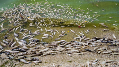 Tony martwych ryb na wybrzeżu Hiszpanii